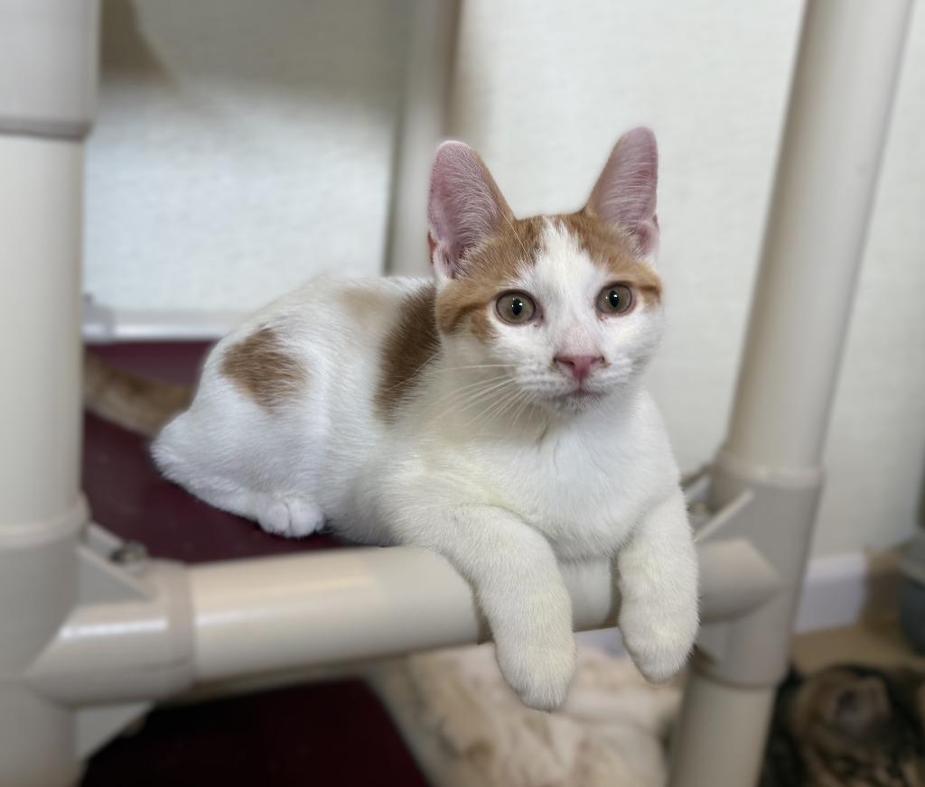 Squill, Adoptable, Young Male Domestic Short Hair.