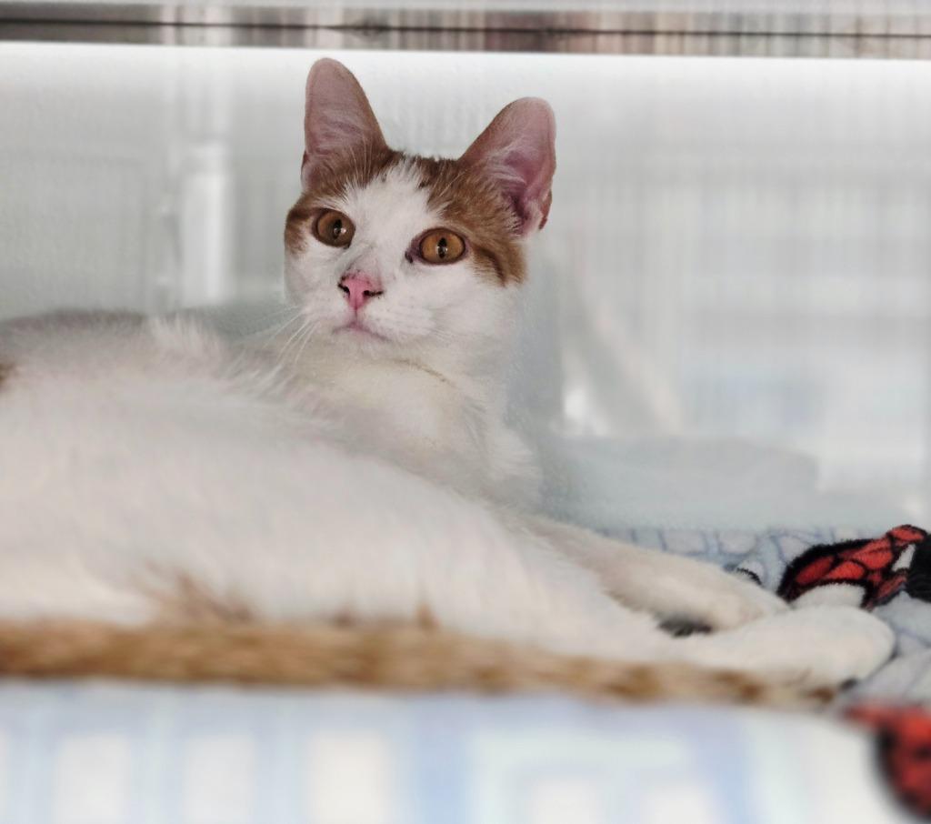 Enlarge Squill, a Adoptable mixed breed in Viroqua, WI image 2/2