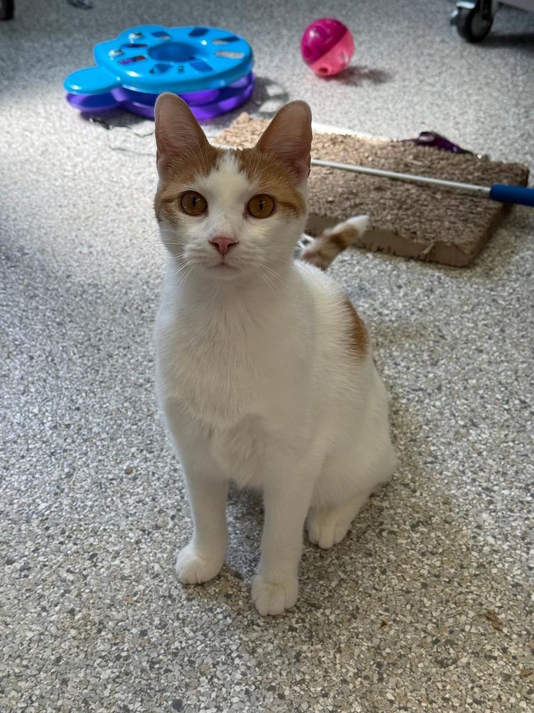Enlarge Squill, a Adoptable mixed breed in Viroqua, WI image 3/4