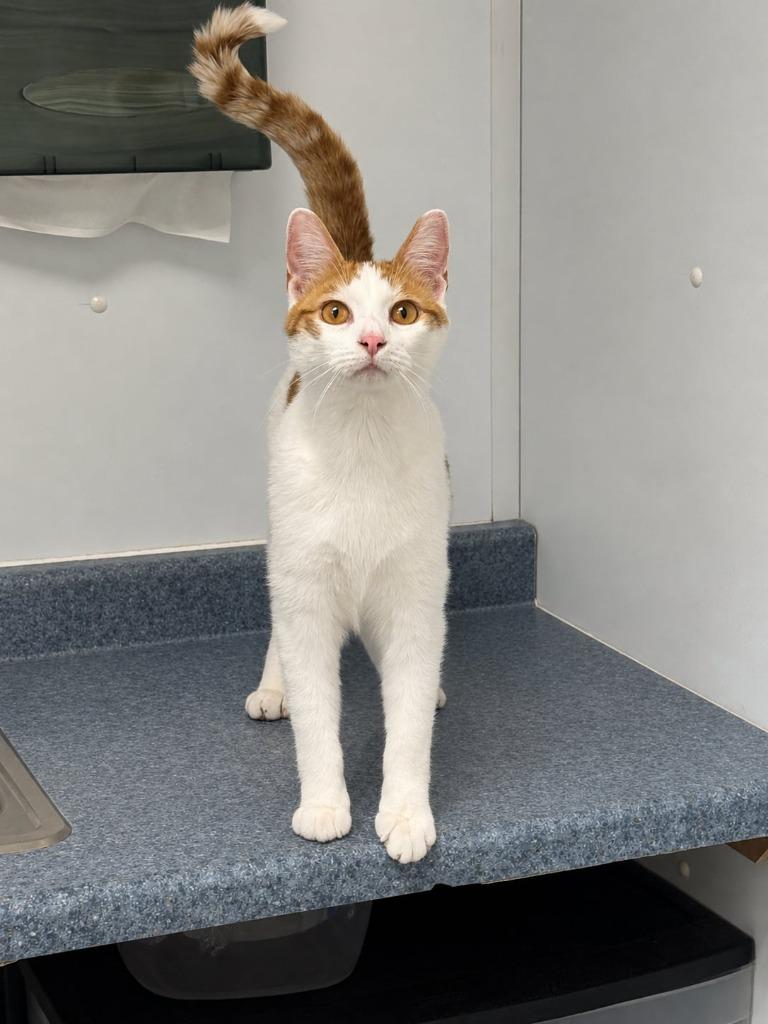 Enlarge Squill, a Adoptable mixed breed in Viroqua, WI image 4/4