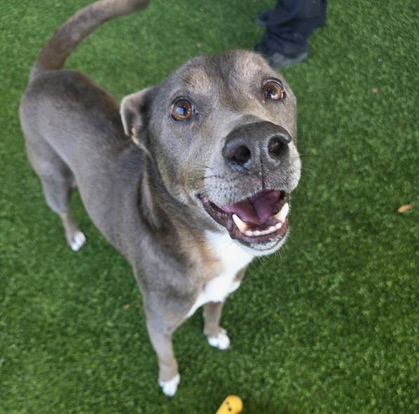 POPSICLE, Adoptable, Adult Female Pit Bull Terrier.