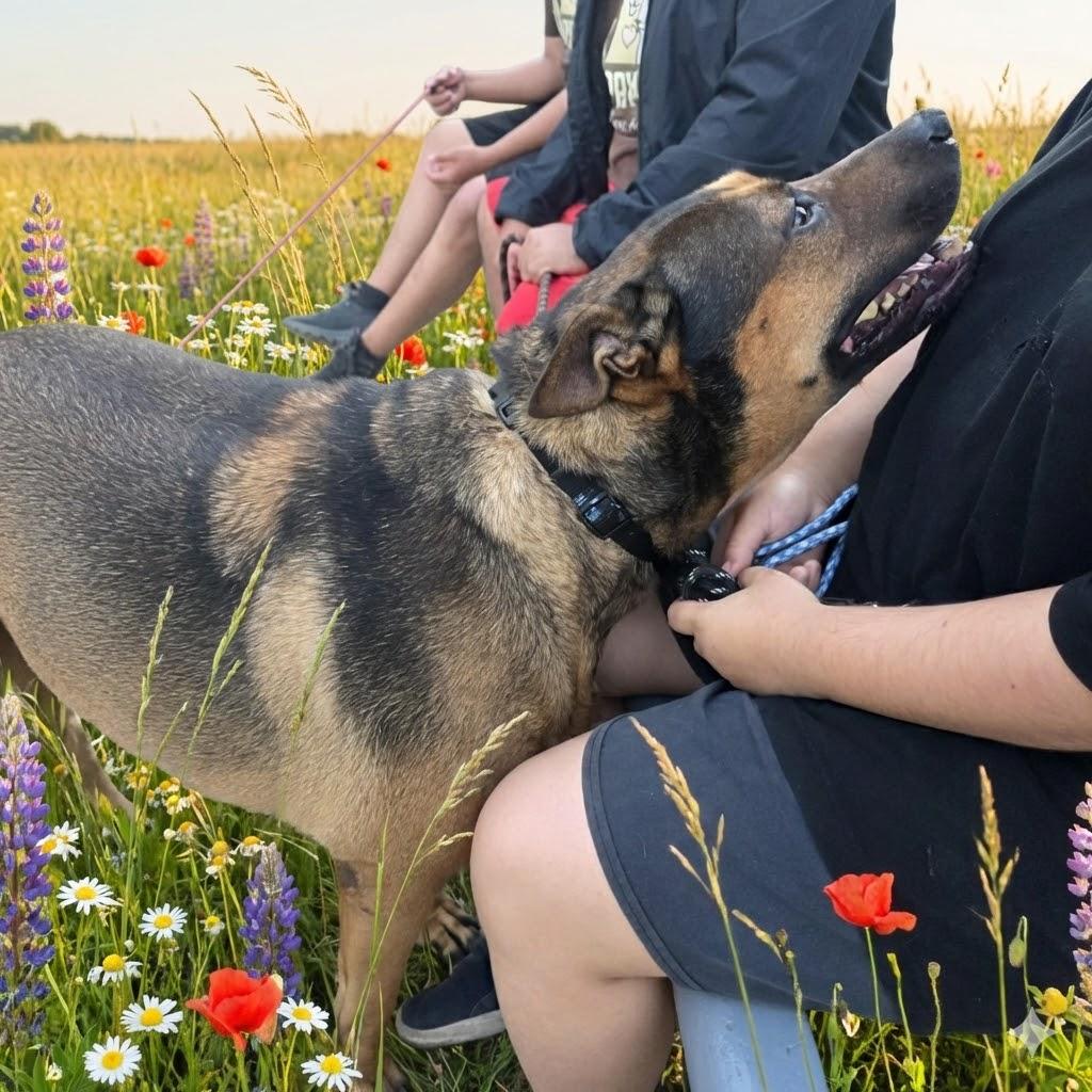 Enlarge Saul, a Adoptable mixed breed in Tijuana, BCN image 3/5