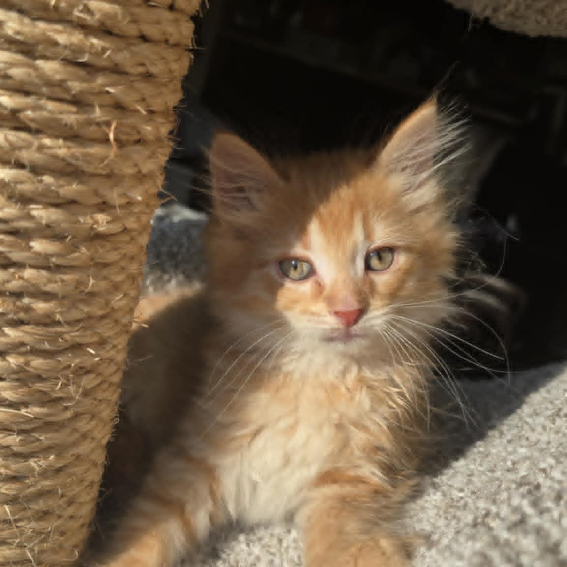 Harlow 04/25 Bonded w/Calypso, Young Male Domestic Medium Hair