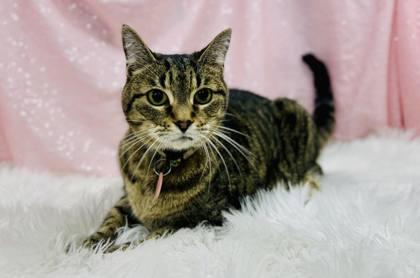 Enlarge Monica, a Adoptable Domestic Short Hair in Clarkesville, GA image 1/1