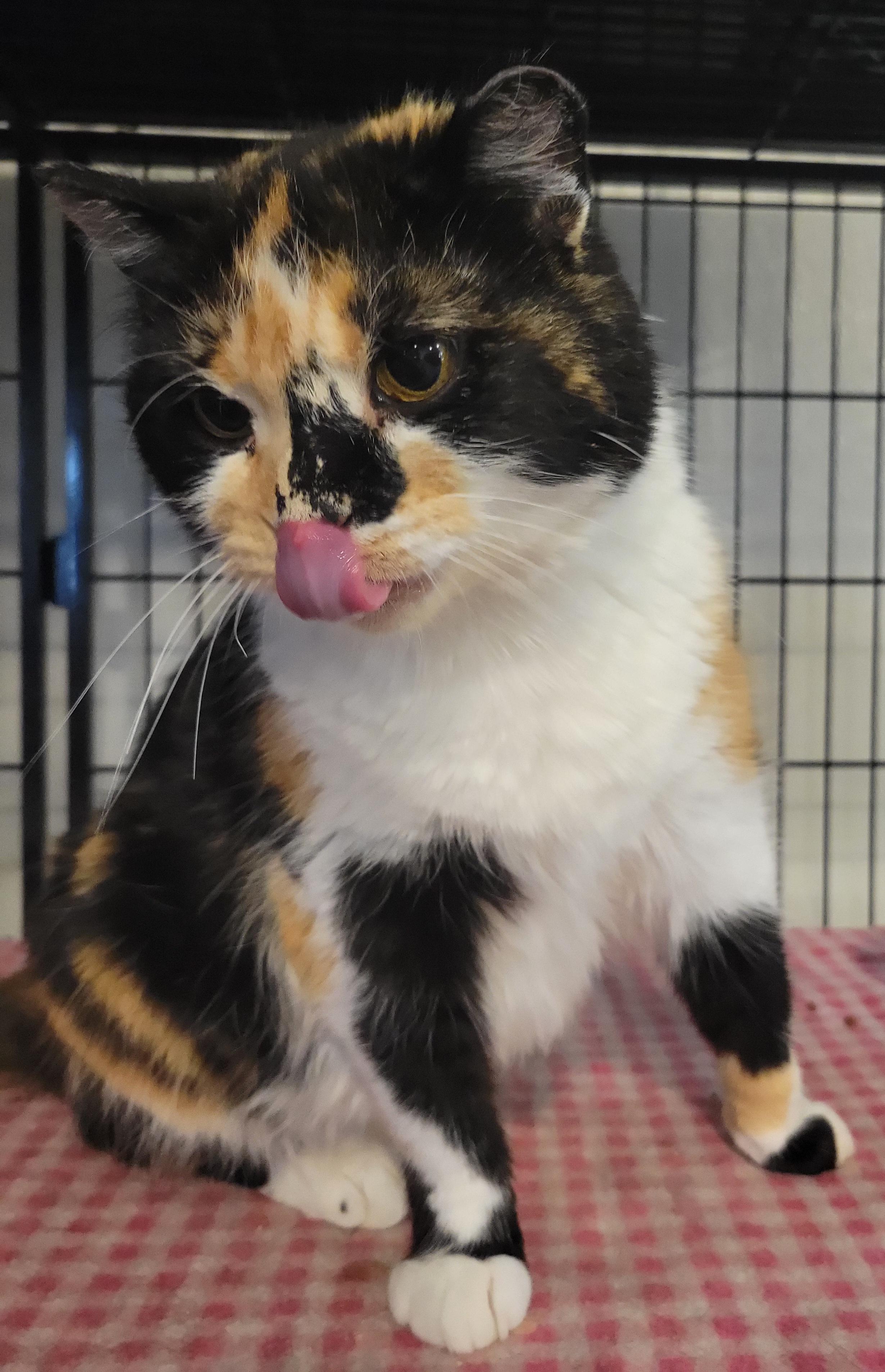 Enlarge Ypsilanti, a Adoptable Calico in Swartz Creek, MI image 4/6