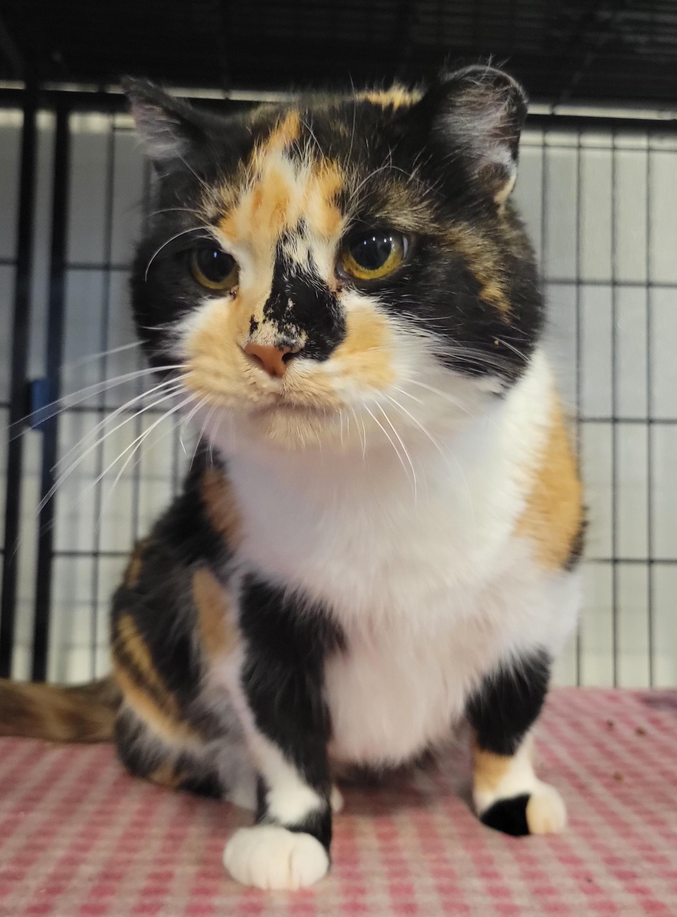 Enlarge Ypsilanti, a Adoptable Calico in Swartz Creek, MI image 5/6