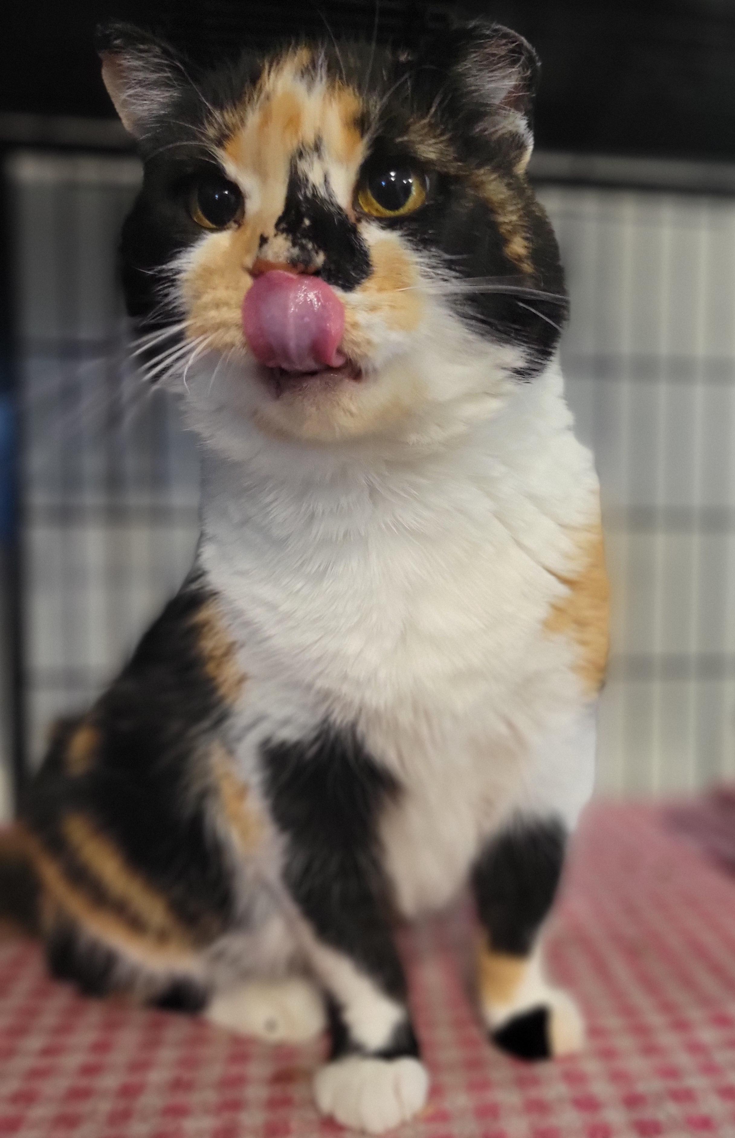 Enlarge Ypsilanti, a Adoptable Calico in Swartz Creek, MI image 6/6
