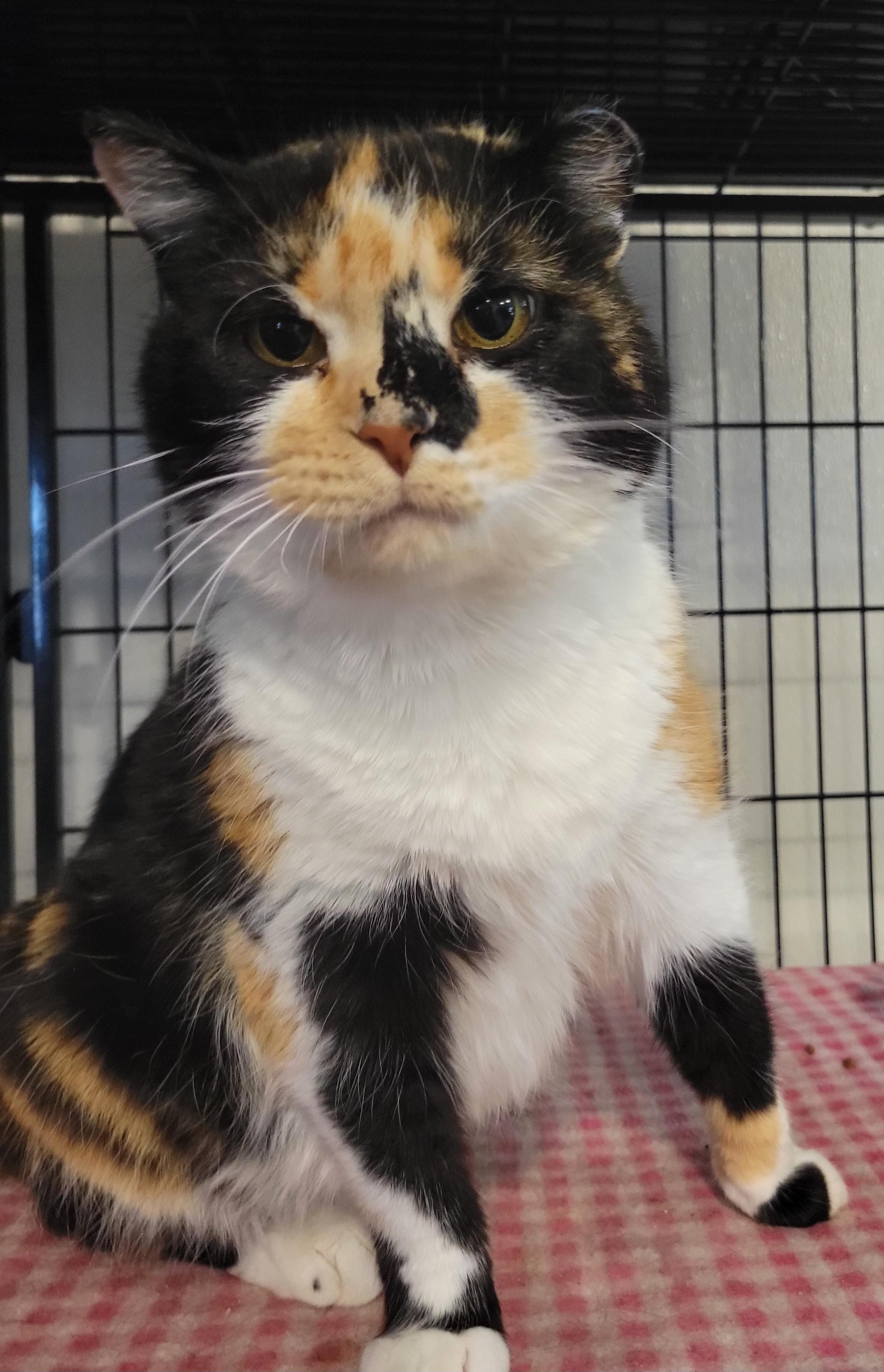 Ypsilanti, Adoptable, Adult Female Calico.