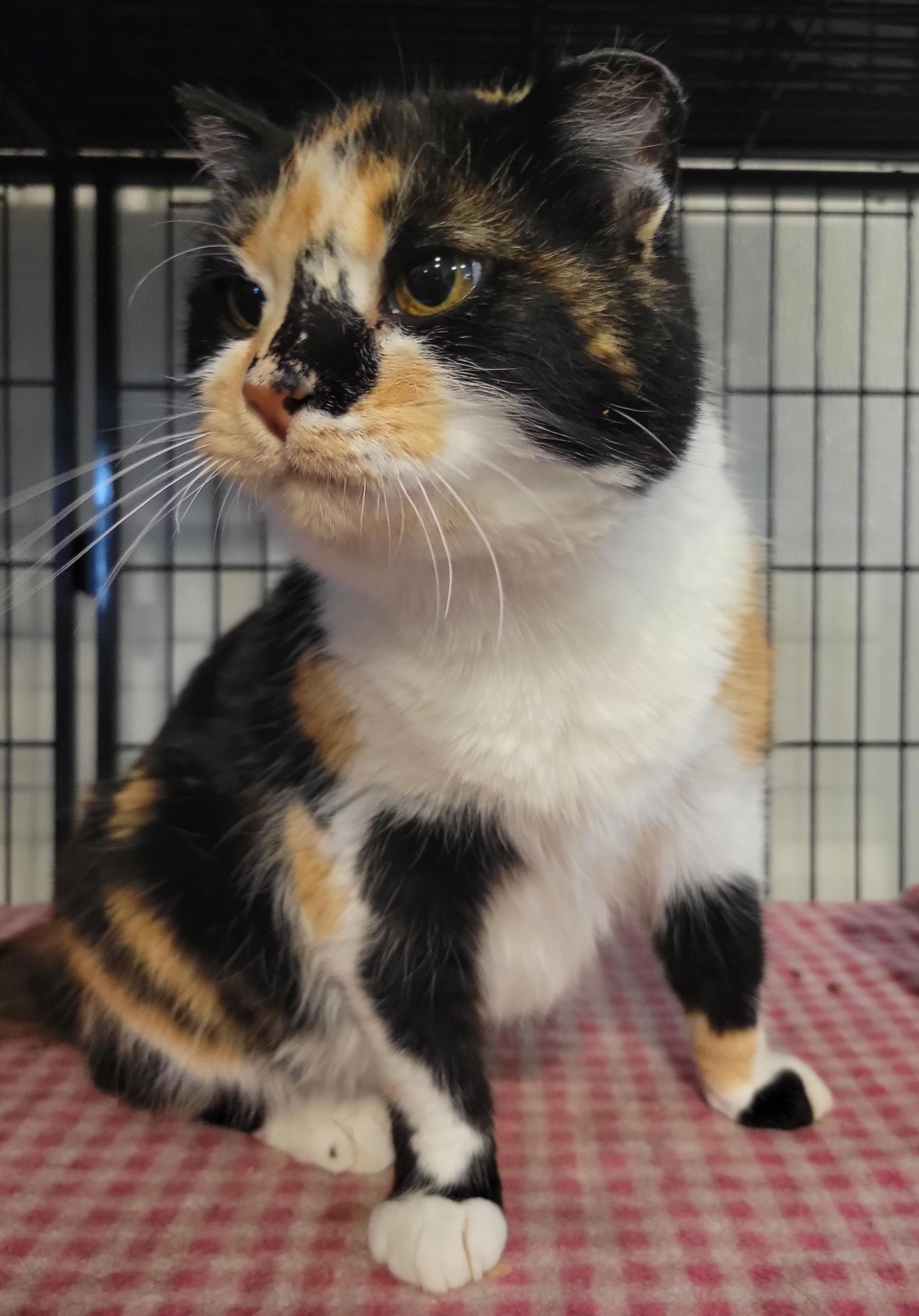 Enlarge Ypsilanti, a Adoptable Calico in Swartz Creek, MI image 3/6