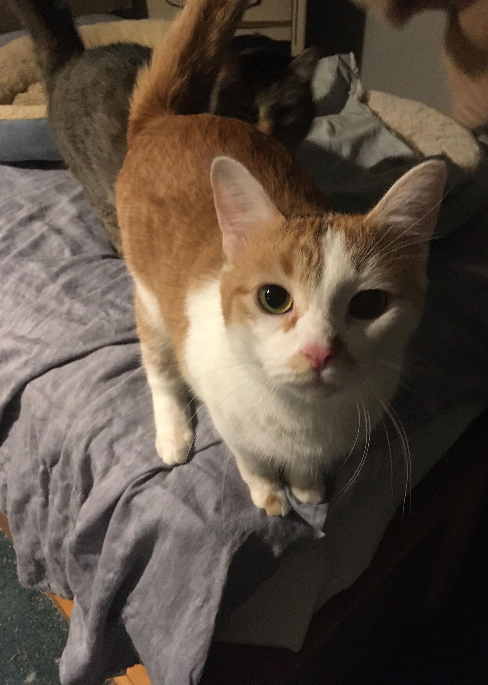 Enlarge Buttercup bonded with Shelly, a Adoptable Domestic Short Hair in Macedonia, OH image 2/3