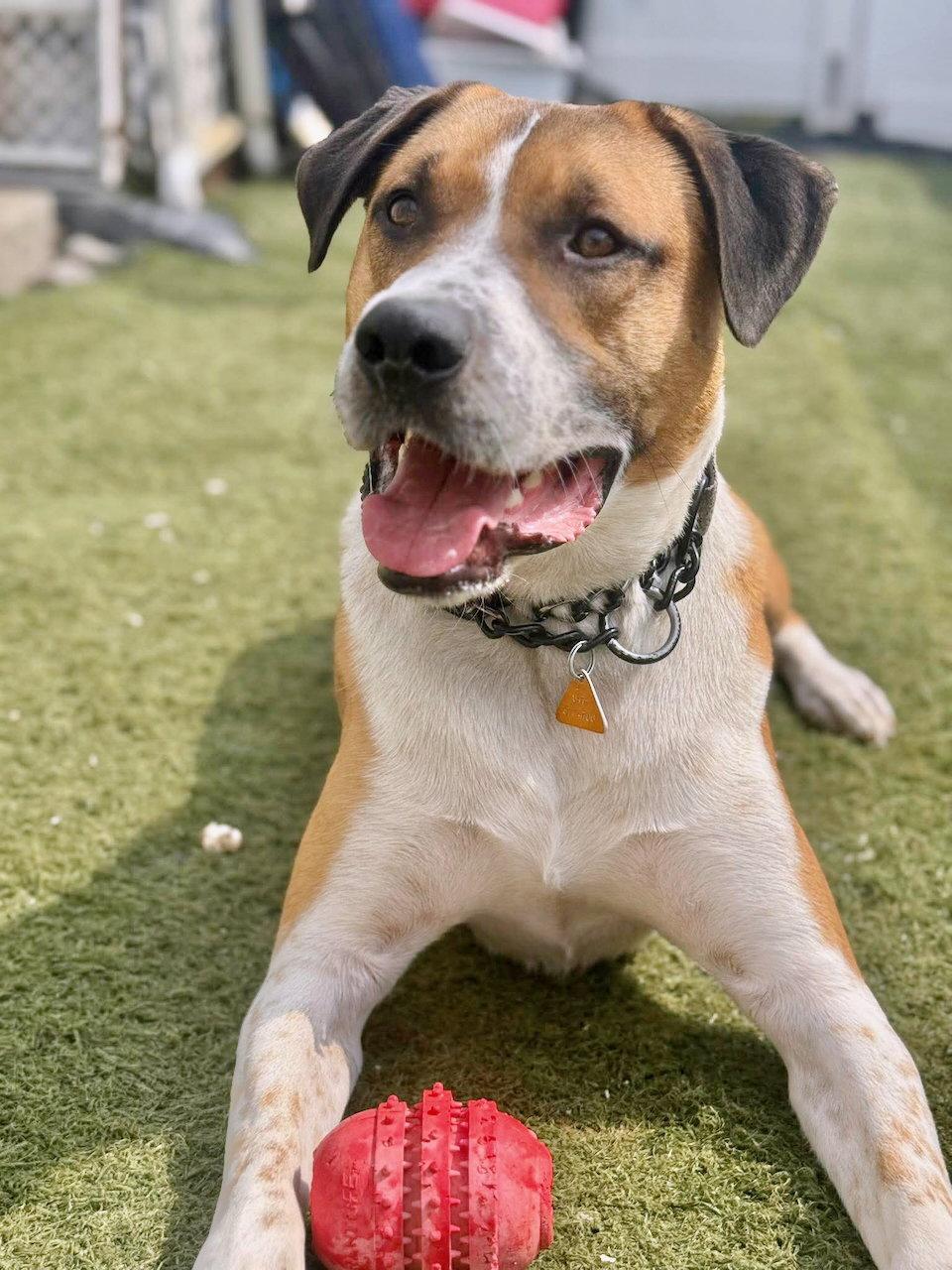 Stubby, Adoptable, Young Male Retriever & Labrador Retriever.