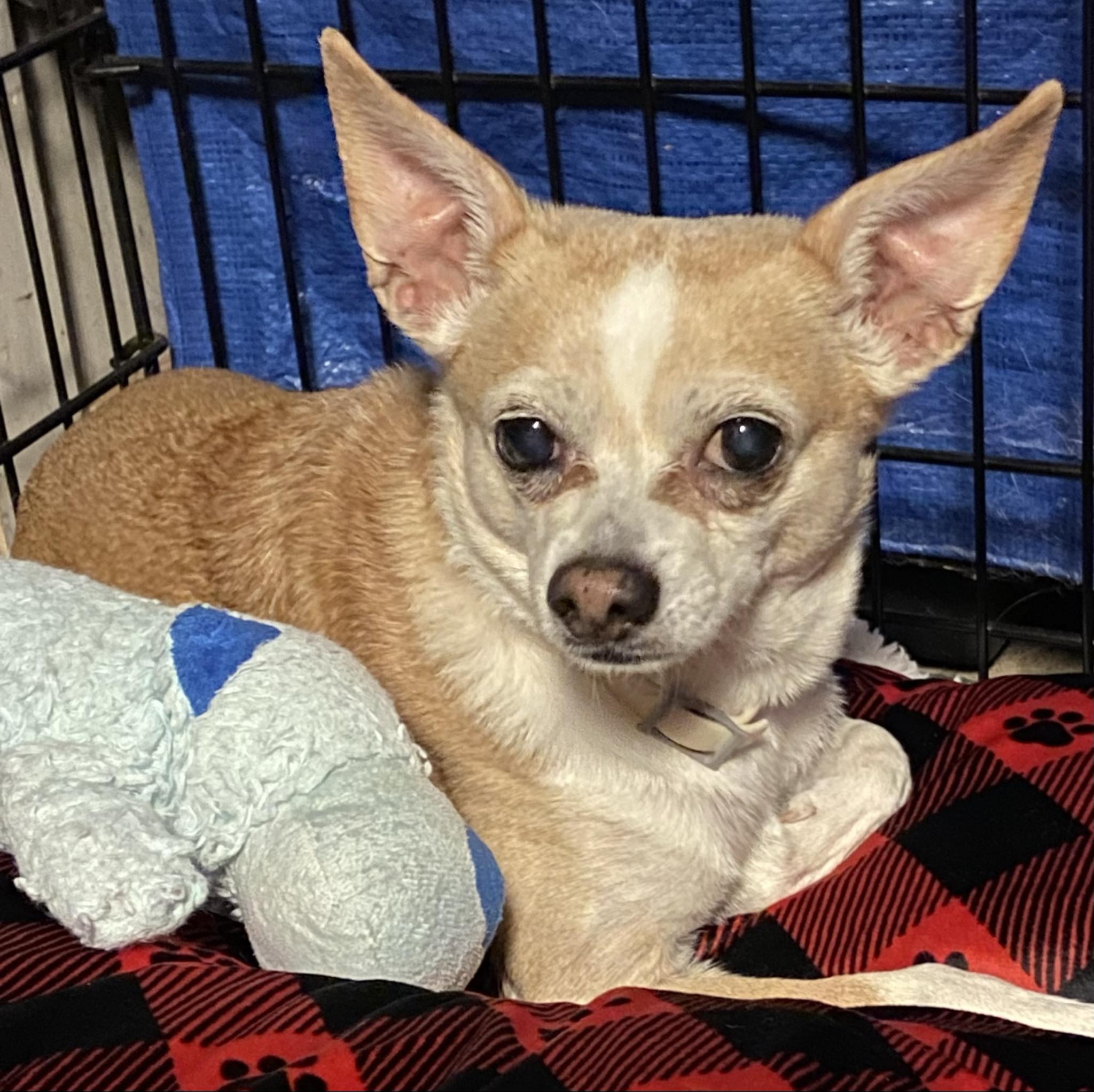 Dog for adoption Sevyn, a Chihuahua in Red Hook, NY Petfinder