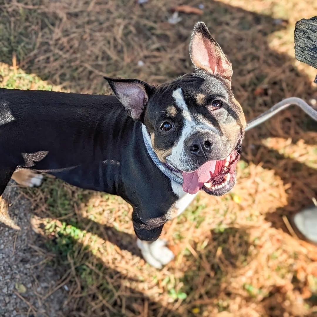 Enlarge Beatrix, a Adoptable American Staffordshire Terrier in Detroit, MI image 2/6