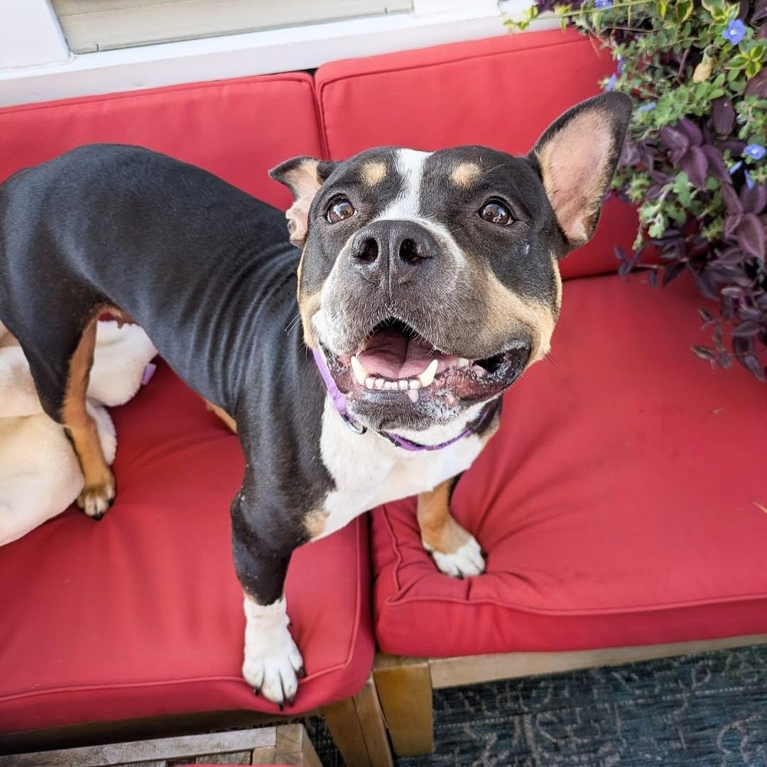 Enlarge Beatrix, a Adoptable American Staffordshire Terrier in Detroit, MI image 4/6
