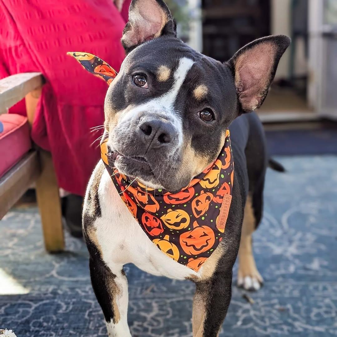 Enlarge Beatrix, a Adoptable American Staffordshire Terrier in Detroit, MI image 5/6