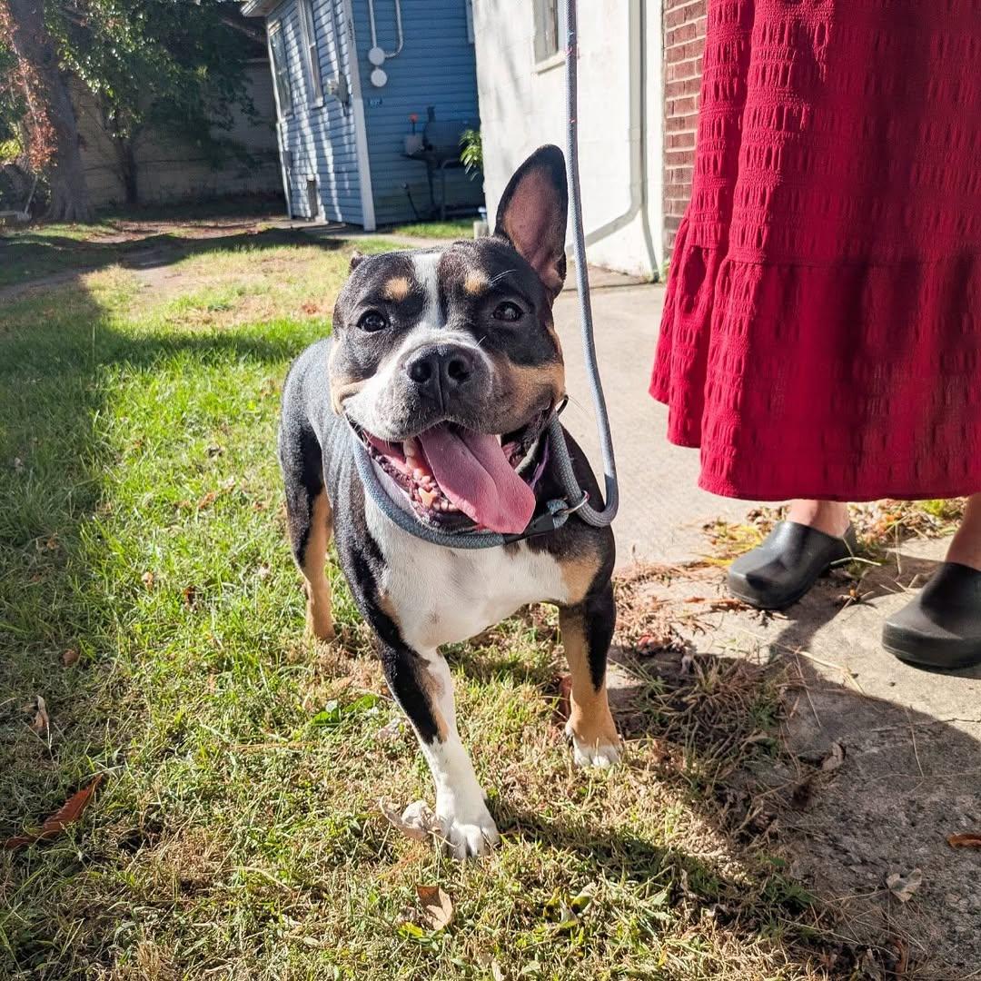 Enlarge Beatrix, a Adoptable American Staffordshire Terrier in Detroit, MI image 6/6