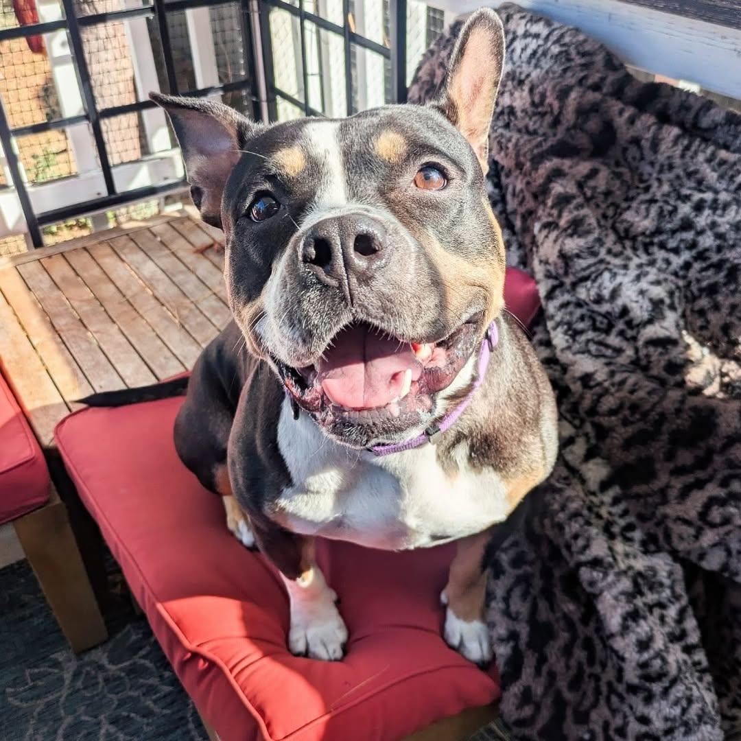 Enlarge Beatrix, a Adoptable American Staffordshire Terrier in Detroit, MI image 1/6