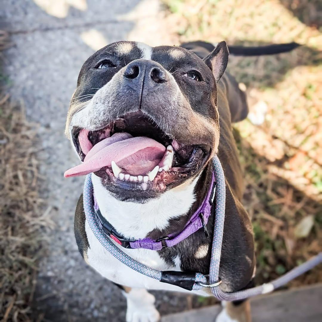 Enlarge Beatrix, a Adoptable American Staffordshire Terrier in Detroit, MI image 3/6