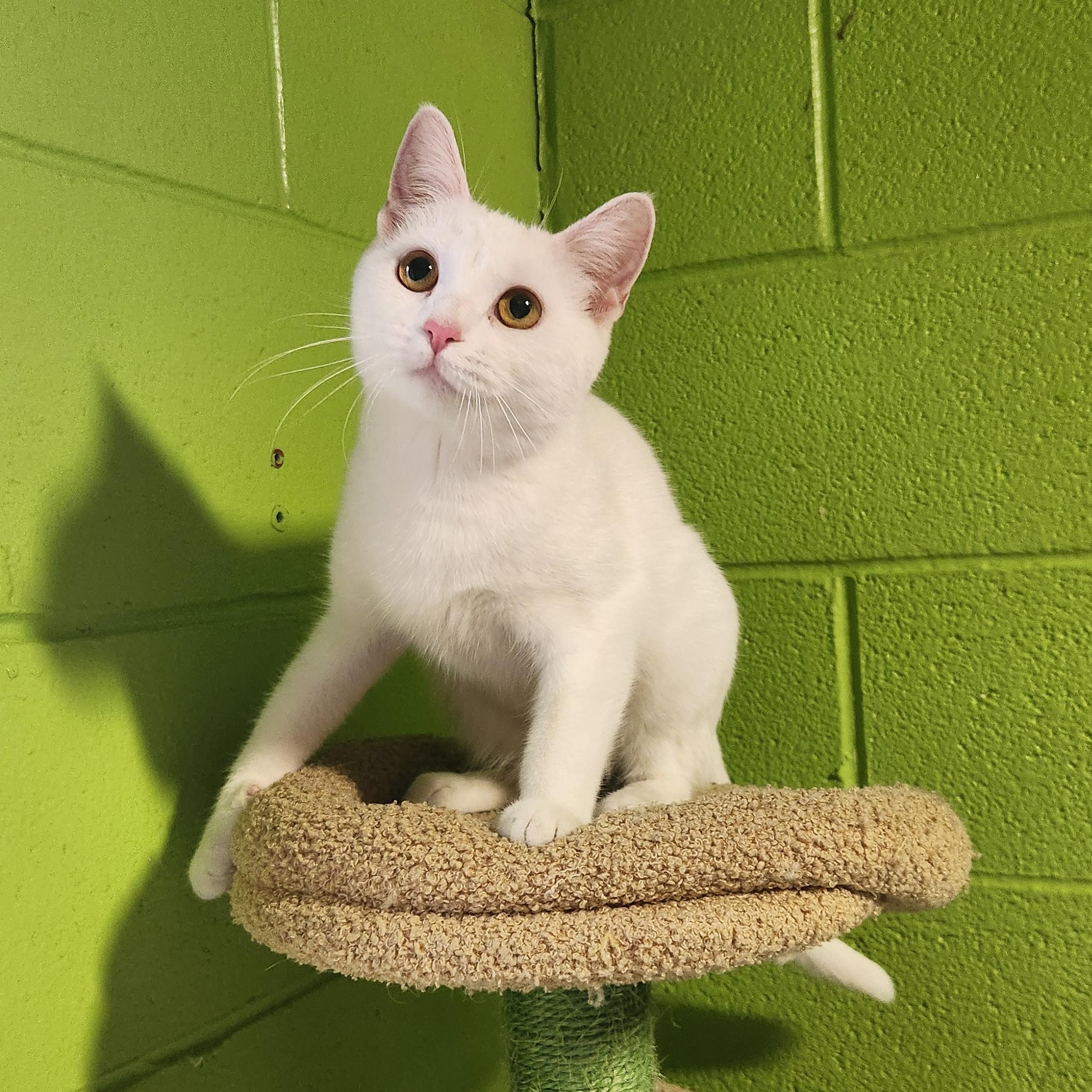 Enlarge Macy, an adoptable mixed breed in Bolingbrook, IL image 2/3
