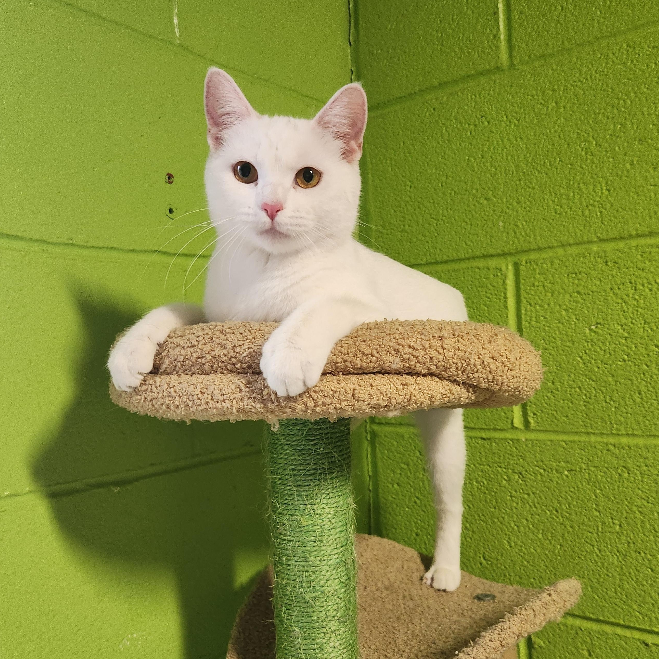 Enlarge Macy, an adoptable mixed breed in Bolingbrook, IL image 3/3
