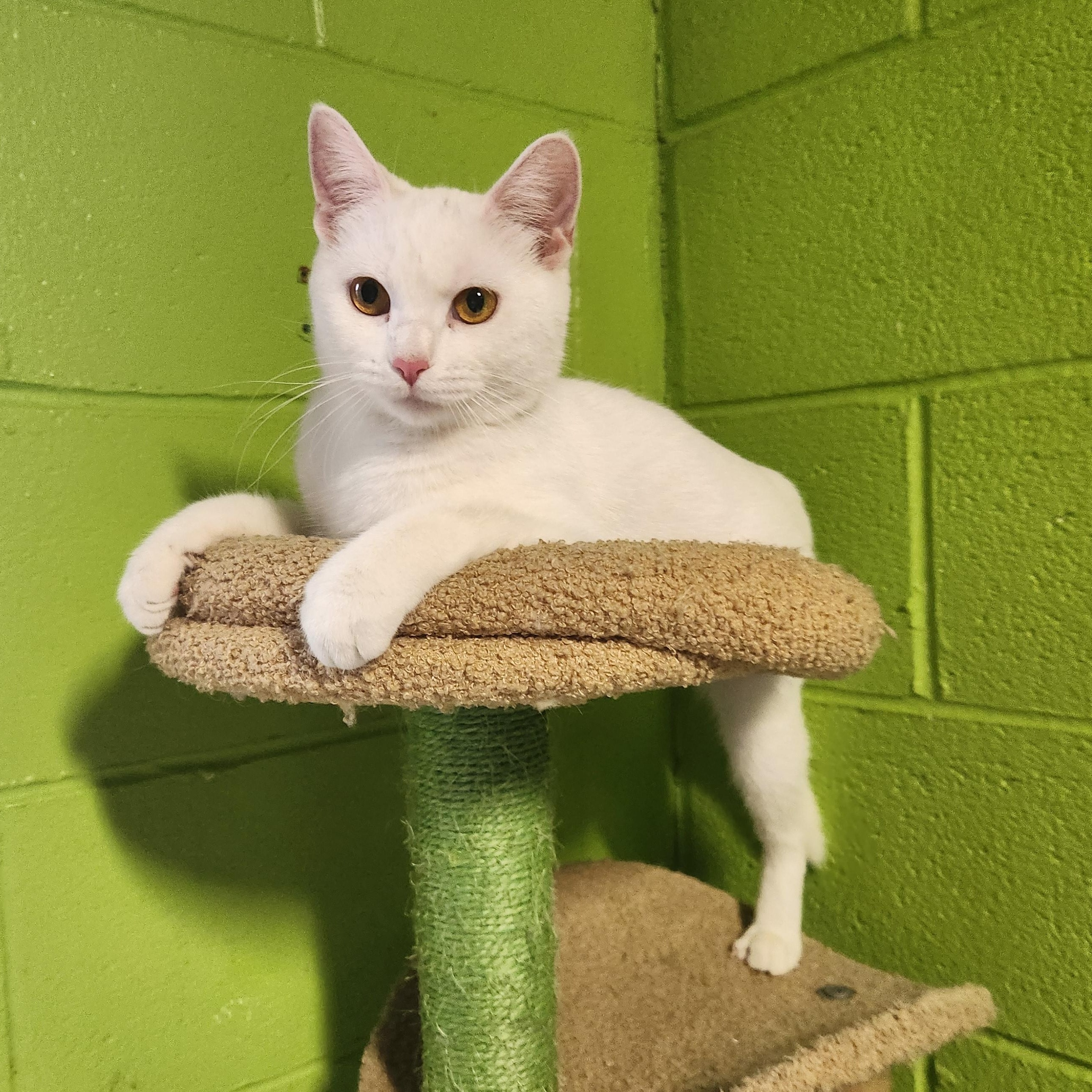 Macy, adoptable, Adult Female Domestic Short Hair.