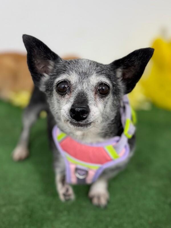 Bonita-One of our Amazing Rescue Dogs, adopted, Adult Female Chihuahua & Mixed Breed.