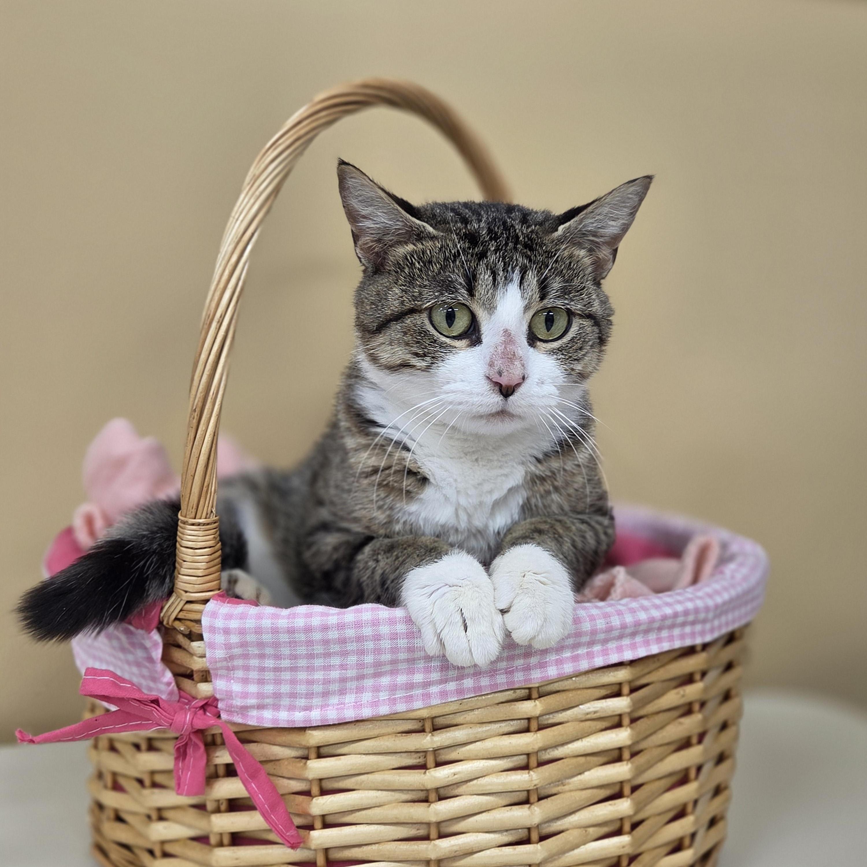 Flora, Adoptable, Adult Female Domestic Short Hair.