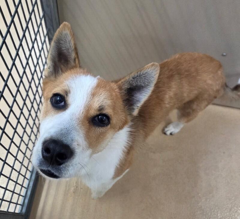 Enlarge Mattingly, an adopted mixed breed in Saint Charles, MO image 1/1