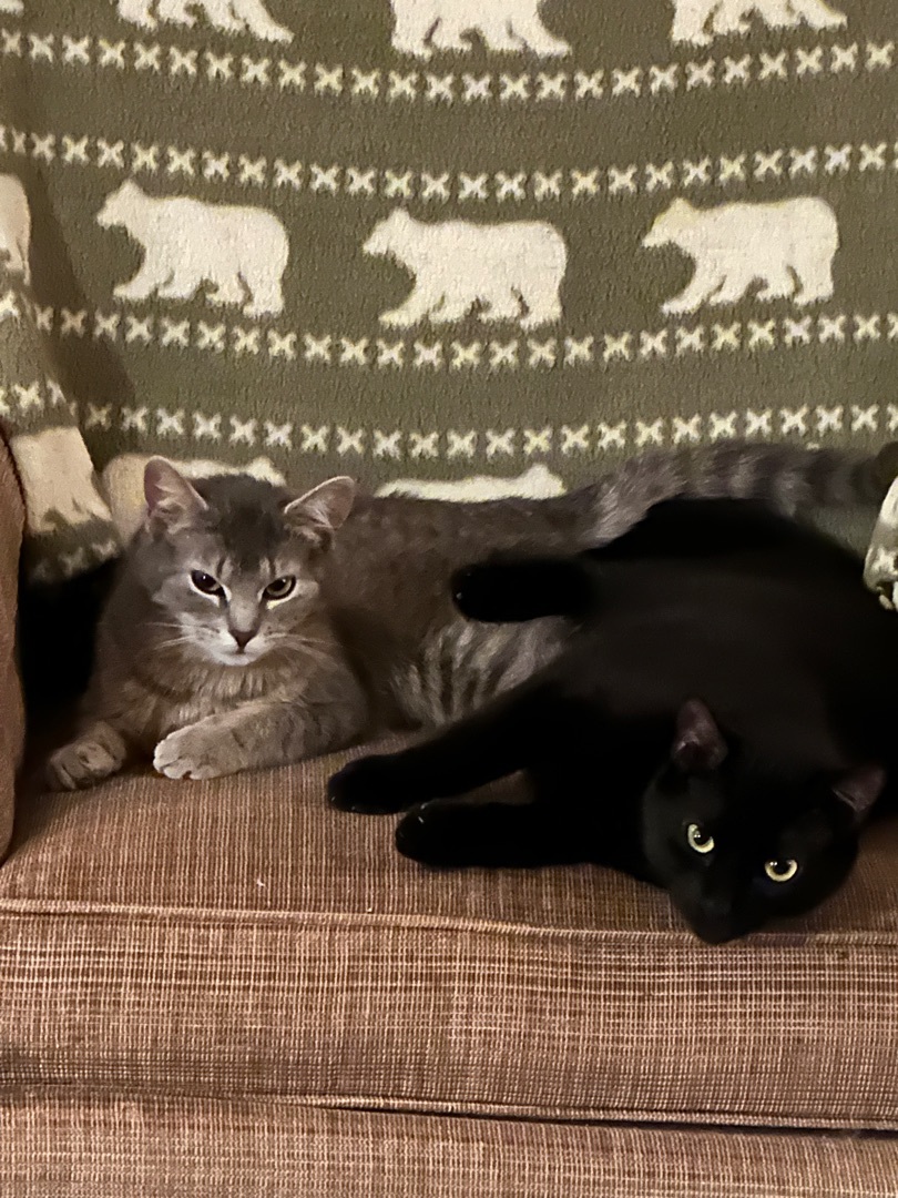 Apollo & Sissy , Adopted, Young Male Domestic Short Hair.