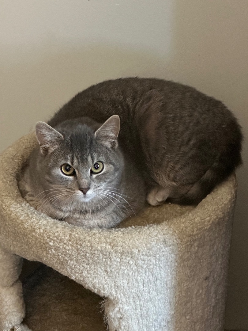 Apollo & Sissy , a Adopted Domestic Short Hair in Keeseville, NY image 2/4