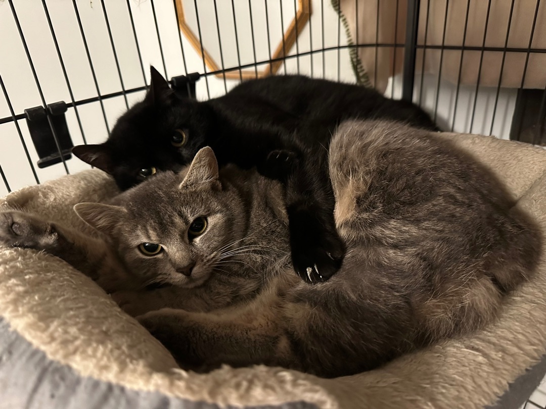 Apollo & Sissy , a Adopted Domestic Short Hair in Keeseville, NY image 3/4