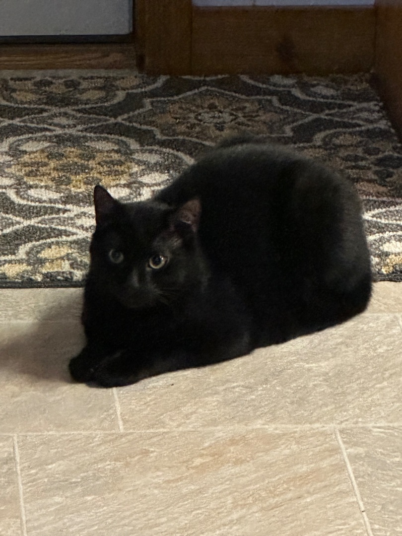 Apollo & Sissy , a Adopted Domestic Short Hair in Keeseville, NY image 4/4