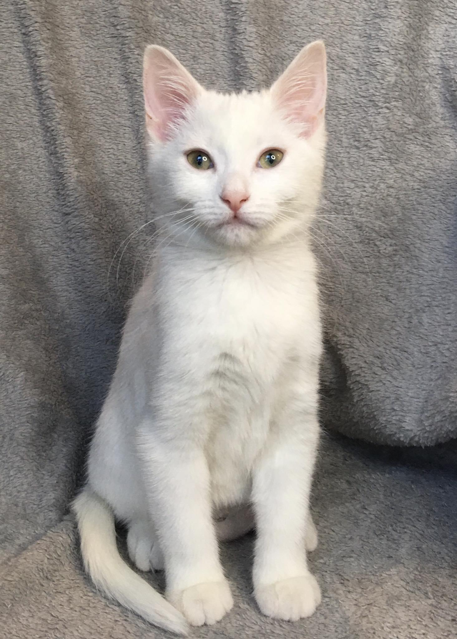 Angel, Adoptable, Young Female Domestic Short Hair.