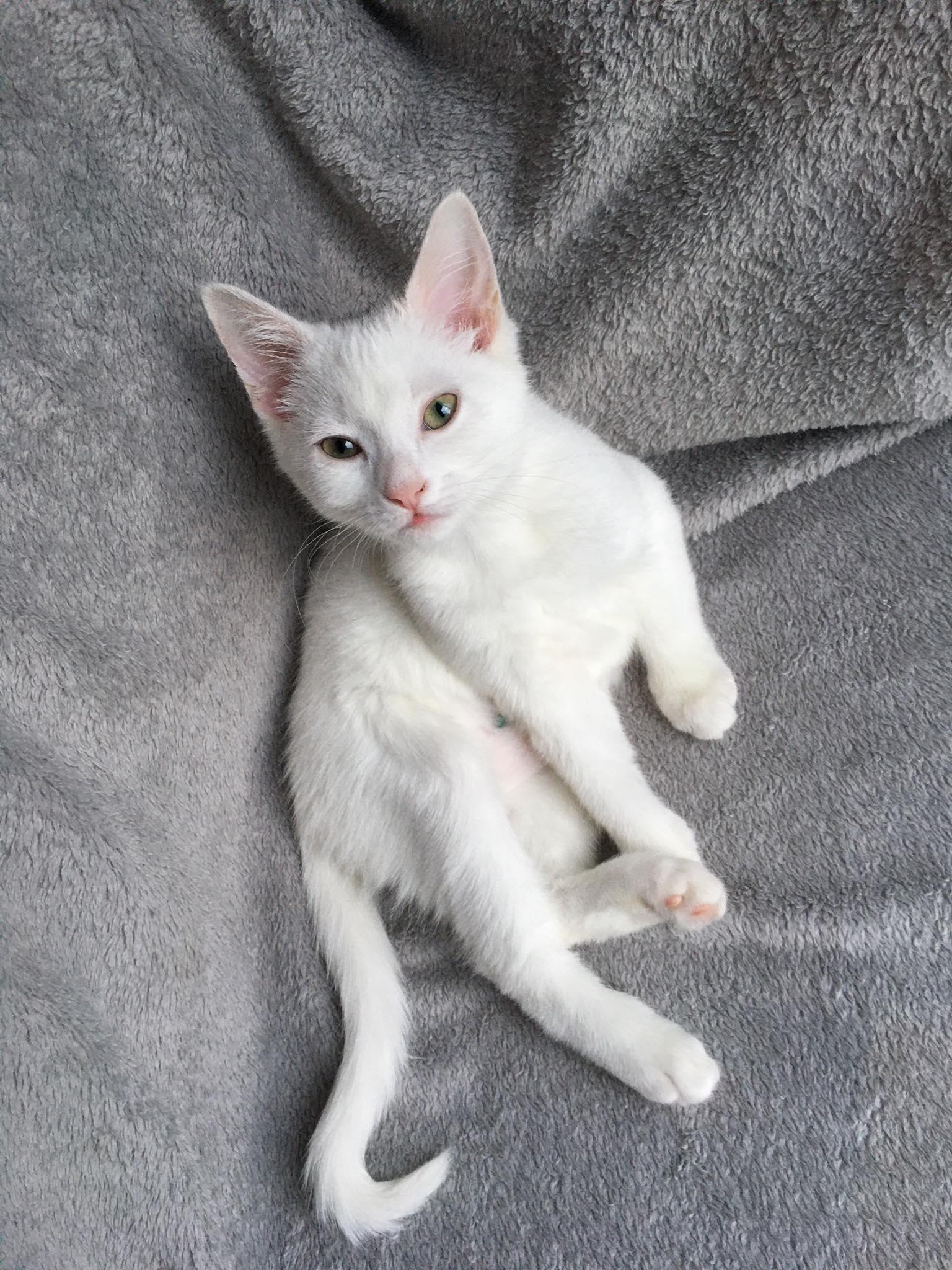 Enlarge Angel, a Adoptable Domestic Short Hair in Orleans, ON image 3/3