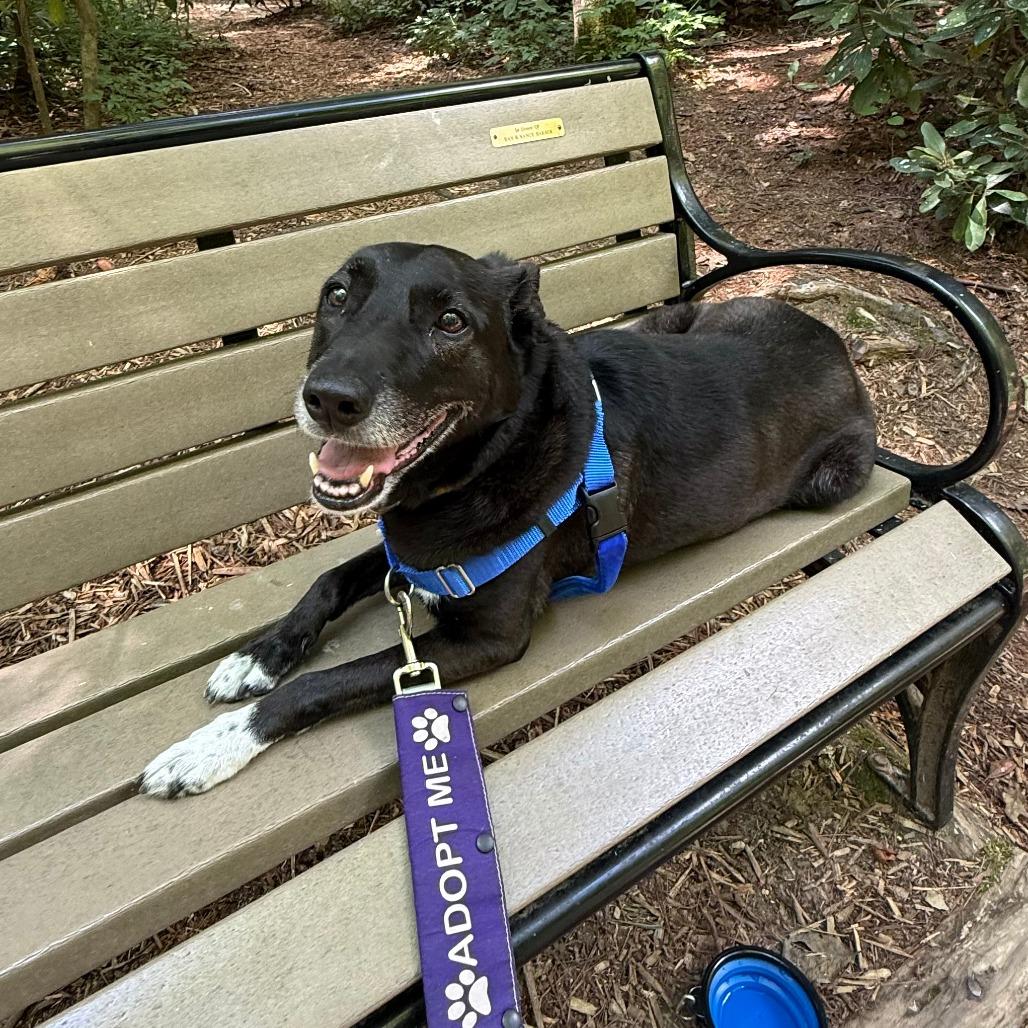 Clara Bell, Adoptable, Senior Female Mixed Breed.