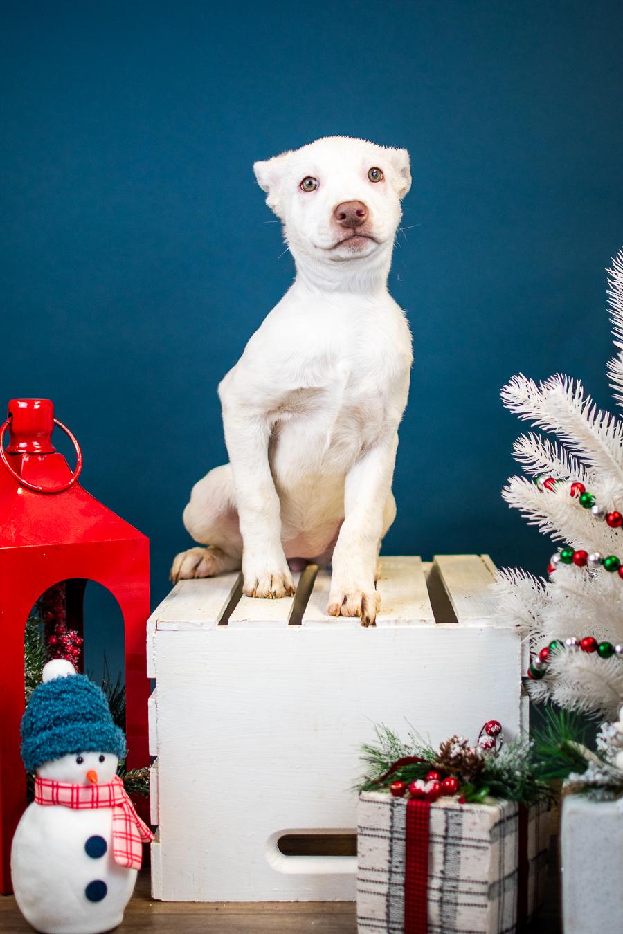 Enlarge 1063-25, a ADOPTABLE mixed breed in Brighton, CO image 1/1