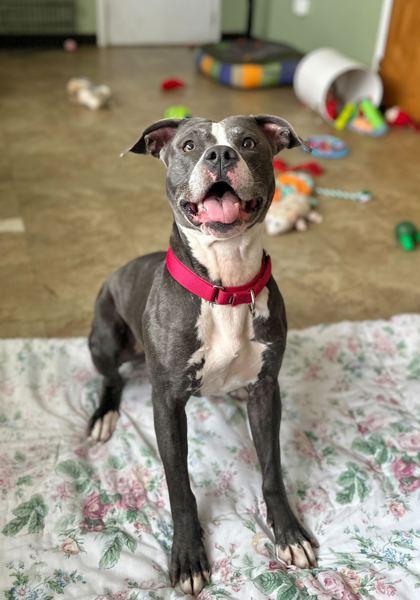 Enlarge Lara Croft, a Adoptable mixed breed in Chicago, IL image 1/3