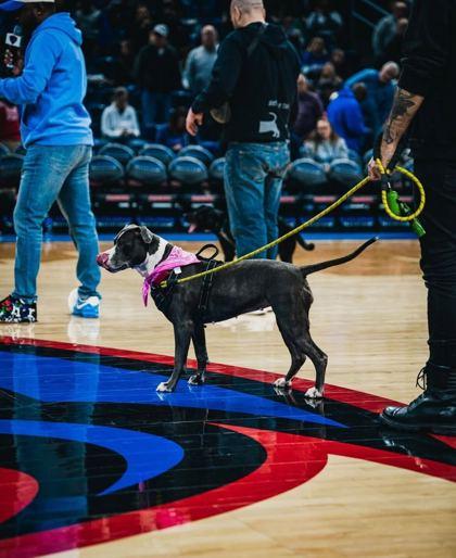 Lara Croft, Adoptable, Adult Female Pit Bull Terrier & Mixed Breed.