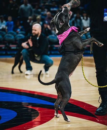 Enlarge Lara Croft, a Adoptable mixed breed in Chicago, IL image 2/3