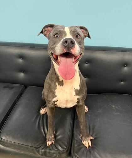 Lara Croft, Adoptable, Adult Female Pit Bull Terrier & Mixed Breed.