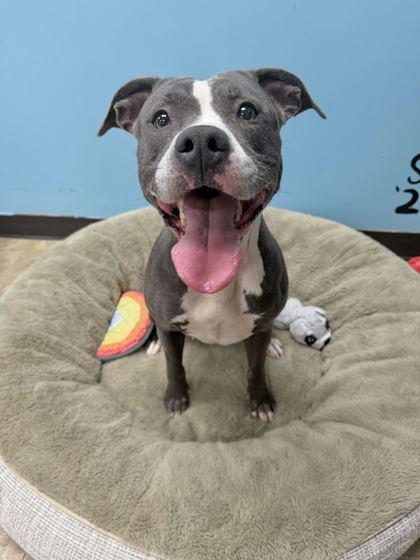 Enlarge Lara Croft, a Adoptable mixed breed in Chicago, IL image 2/3