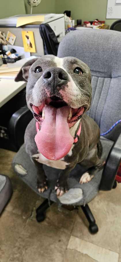 Enlarge Lara Croft, a Adoptable mixed breed in Chicago, IL image 3/3