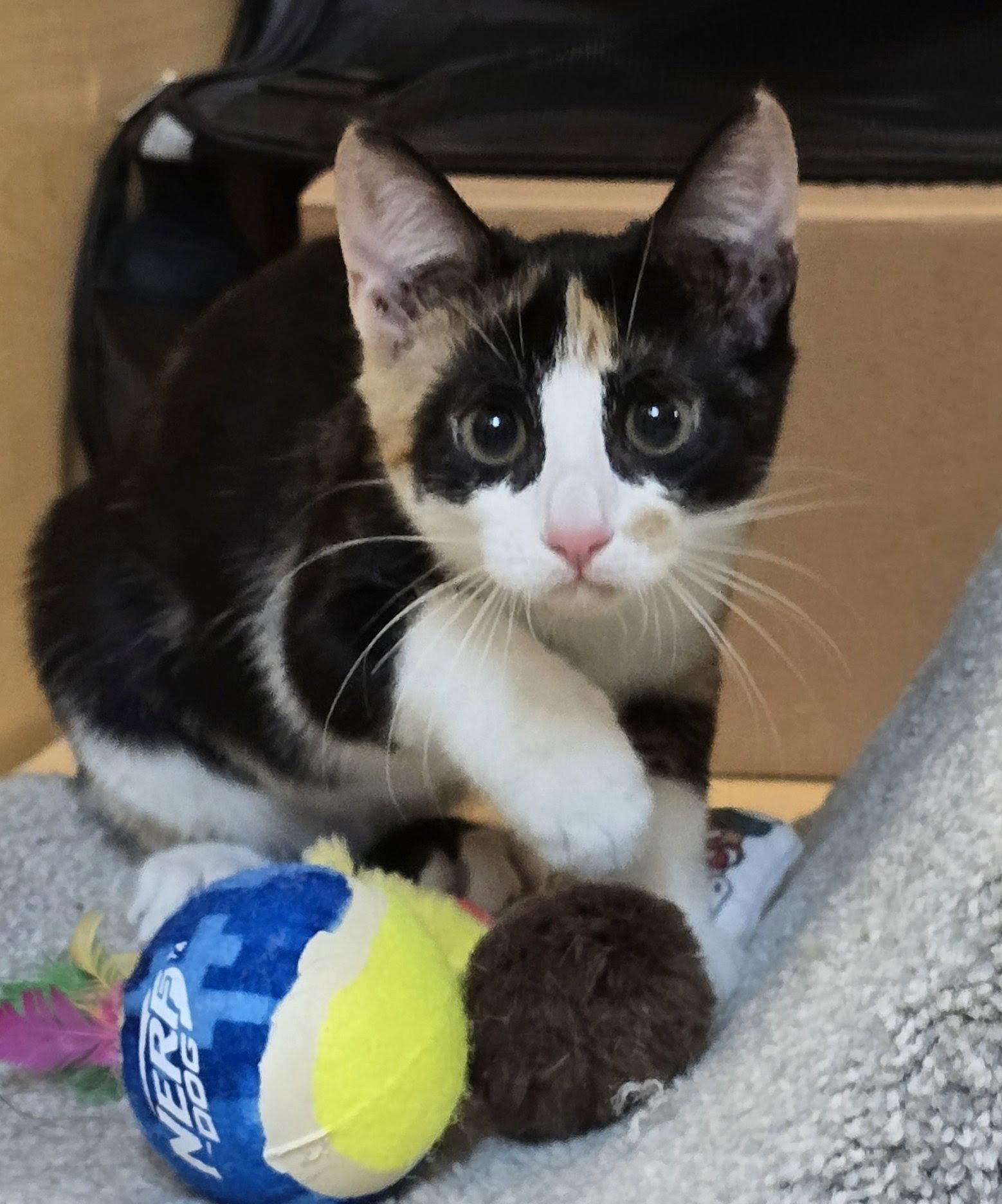 Enlarge Jolly Rancher, a Adopted Domestic Short Hair in Rowlett, TX image 1/3