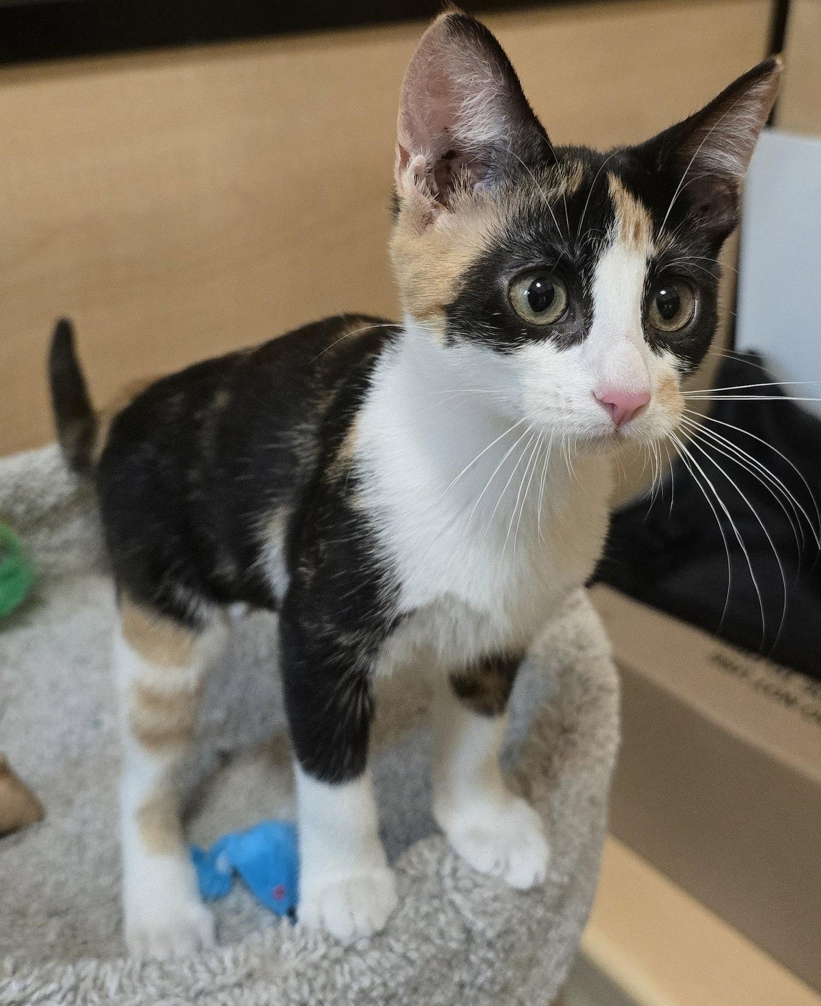 Enlarge Jolly Rancher, a Adopted Domestic Short Hair in Rowlett, TX image 2/3