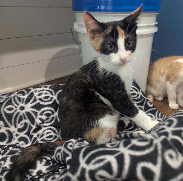 Enlarge Jolly Rancher, a Adopted Domestic Short Hair in Rowlett, TX image 3/3