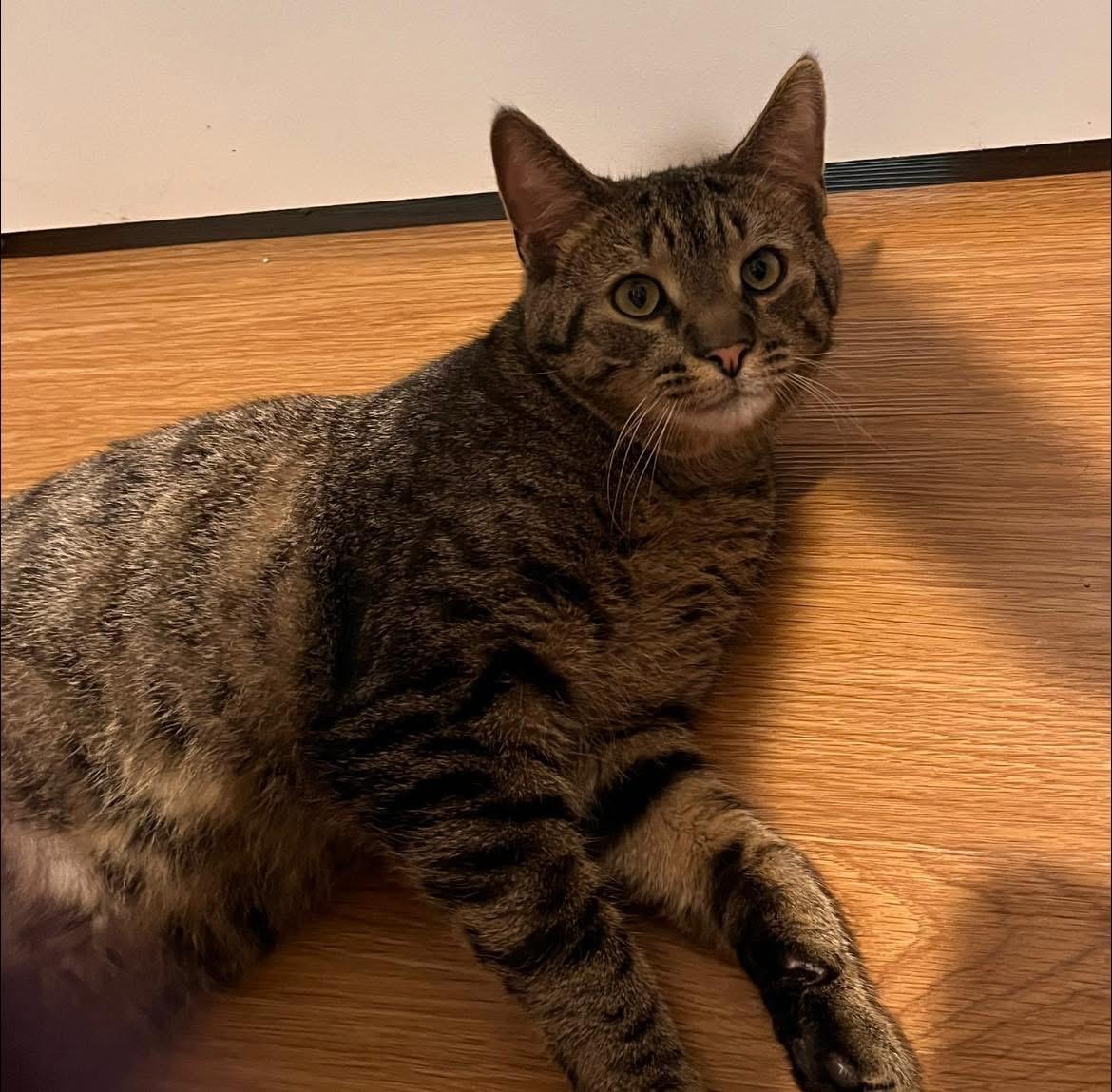 Charlie, Adult Male Domestic Short Hair