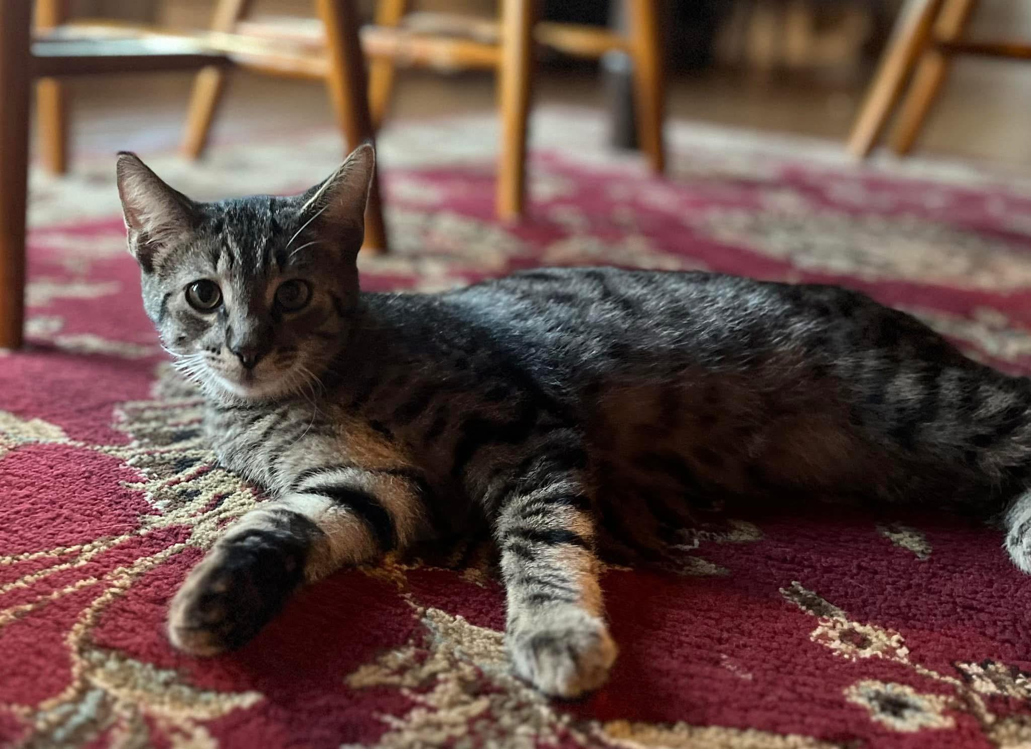 Enlarge Charlie, a Adoptable Domestic Short Hair in Austintown, OH image 2/4