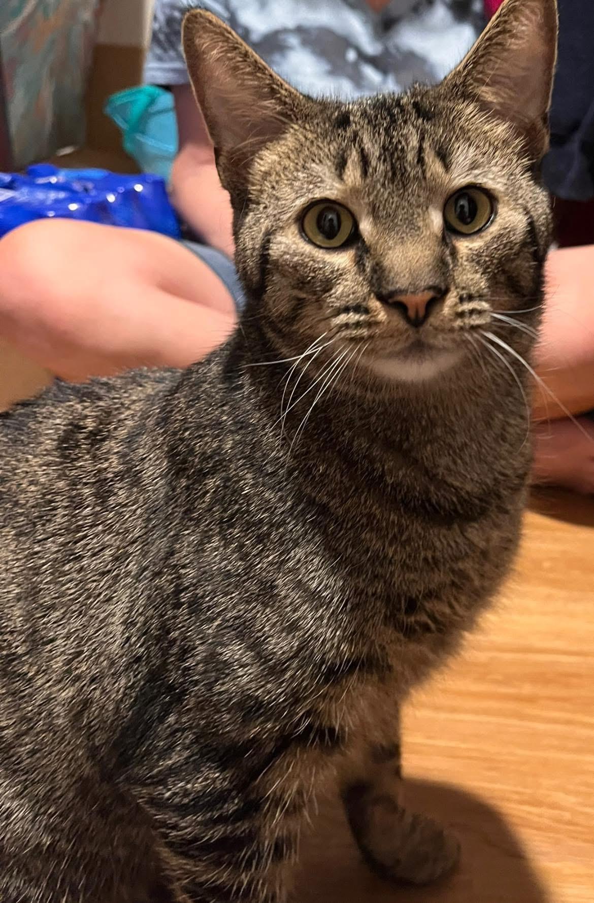 Enlarge Charlie, a Adoptable Domestic Short Hair in Austintown, OH image 3/4