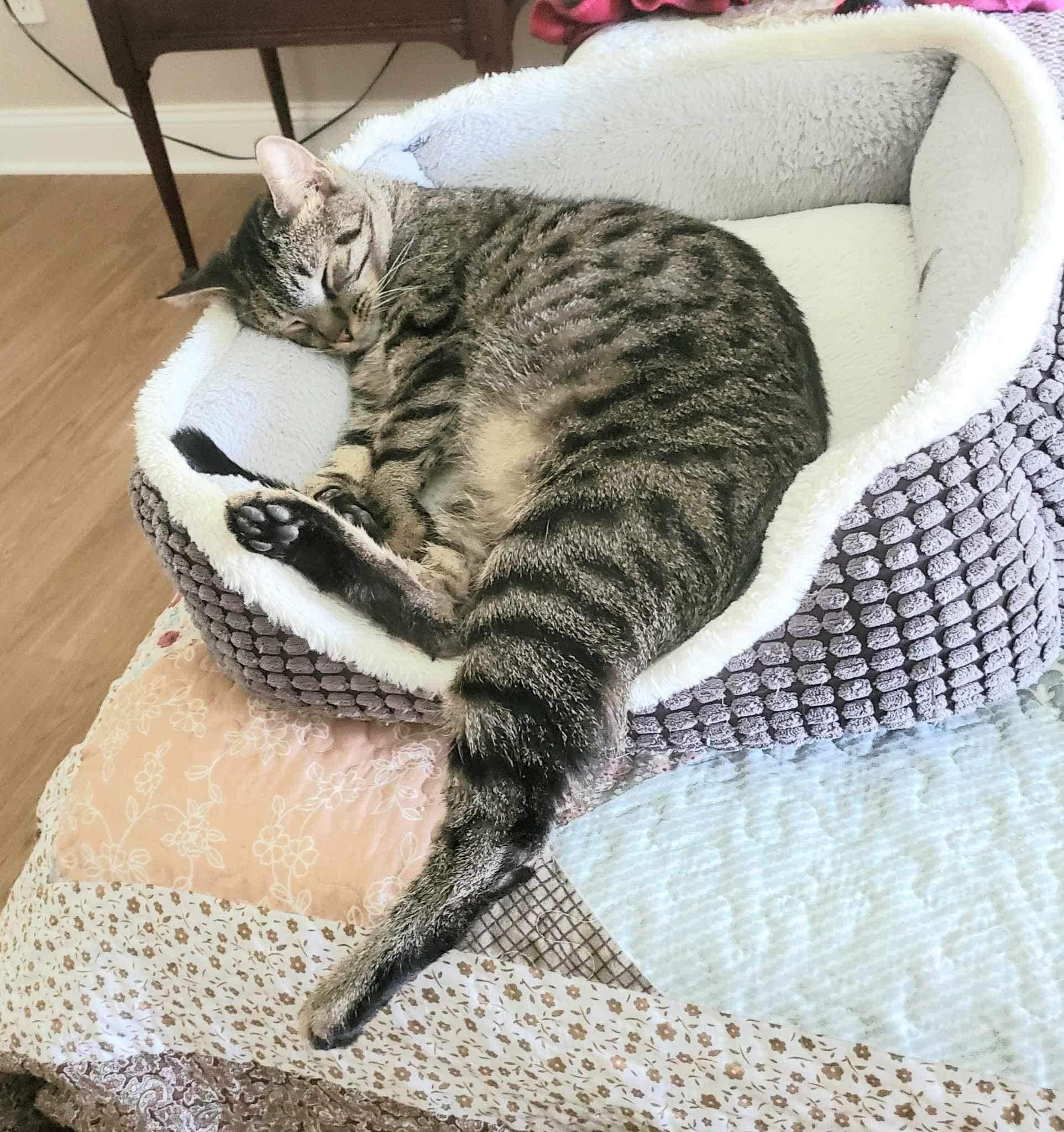 Enlarge Charlie, a Adoptable Domestic Short Hair in Austintown, OH image 4/4