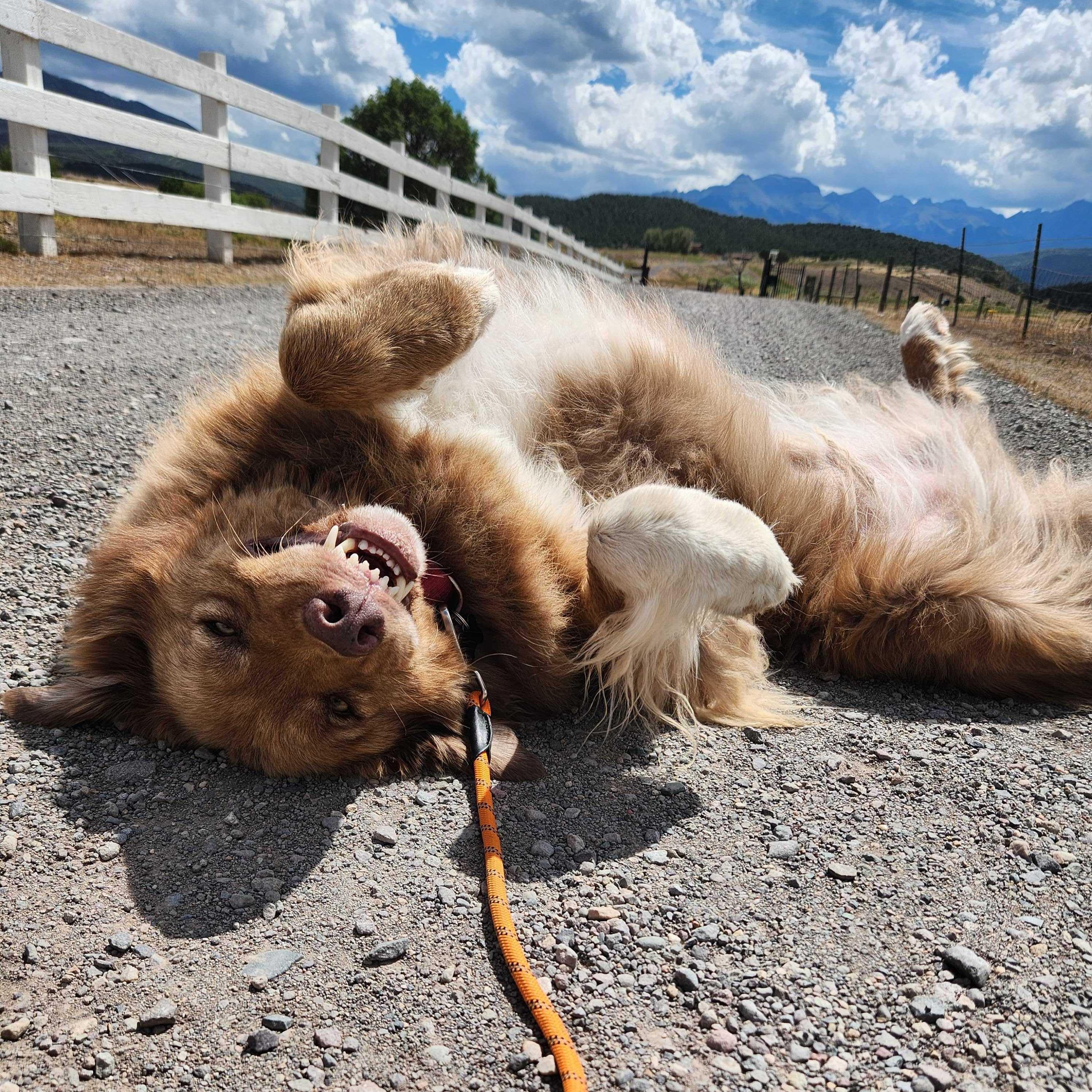 Beau, an adoptable mixed breed in Ridgway, CO image 1/6